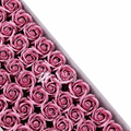 Scented Rose - Dusty Pink - Magic Memoir